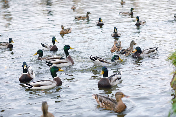 Birds on the pond. A flock of ducks and pigeons by the water. Mi - Photo, Image