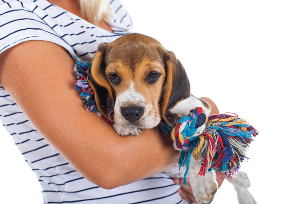 Close up picture of a cute tricolor beagle puppy in female owner's hands on isolated - Photo, Image