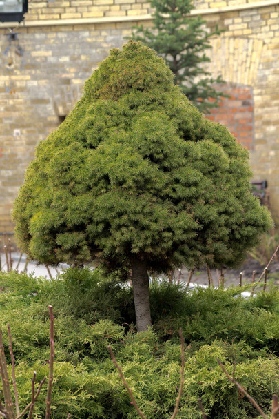 Веймутова Pine. Невеликий вічнозелене дерево. Подрежьте conifer. - Фото, зображення