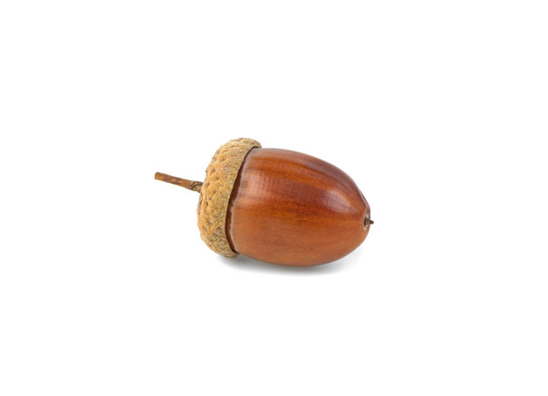 acorn isolated on white background - Photo, Image