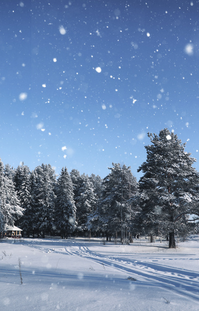 a hó a téli szezonban a mágia fenyves erdő - Fotó, kép