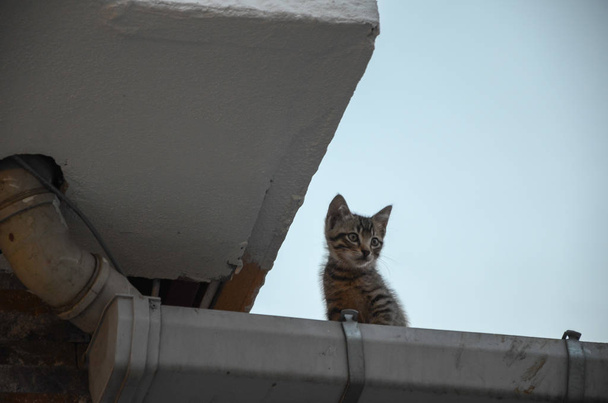 Kitten on the roof.It looks around confused and scared. - Photo, Image