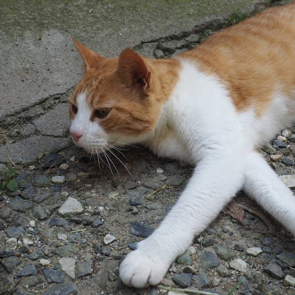 pomarańczowy i biały krajowego pręgowany kot, domator housecat - Zdjęcie, obraz