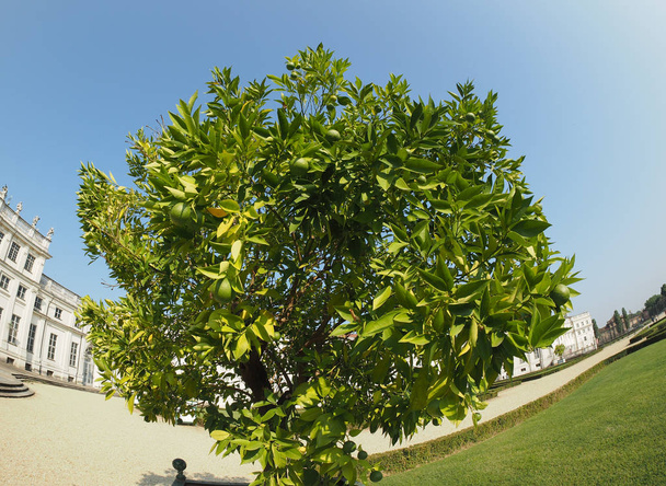 вапно (цитрусові x latifolia) ака Перська вапна або Шираз або Таїті або Bearss дерево - Фото, зображення