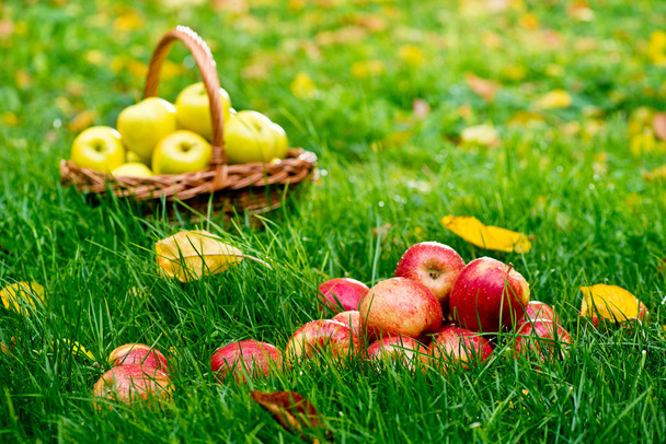 Punaiset omenat ruoho puutarhassa
 - Valokuva, kuva