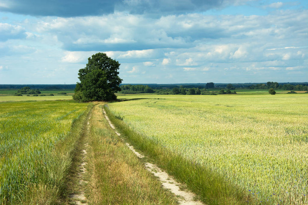 Tree at a dirt road, farmland, horizon and blue sky - Valokuva, kuva