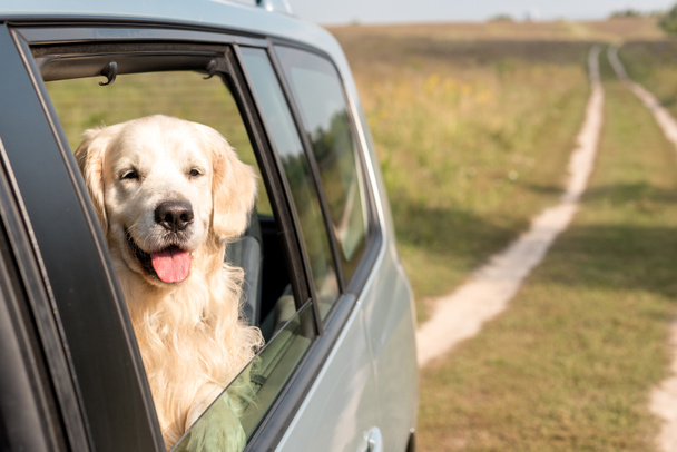 golden retriever dog looking out car window in field - Valokuva, kuva
