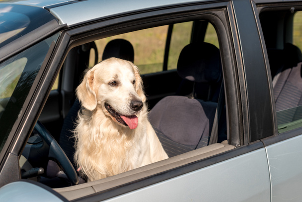 beautiful golden retriever dog looking out car window in field - Fotó, kép