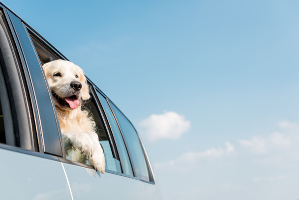 schattig golden retriever hond kijkt uit raam van de auto voor blauwe hemel - Foto, afbeelding