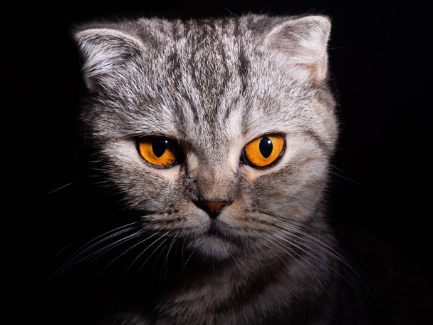 Portrait of a gray cat Scottish fold on a black background. - Fotografie, Obrázek