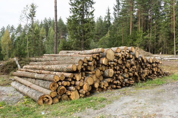Stapel gefällter Bäume im Wald bereit für den Transport. Holz industrieller Hintergrund - Foto, Bild
