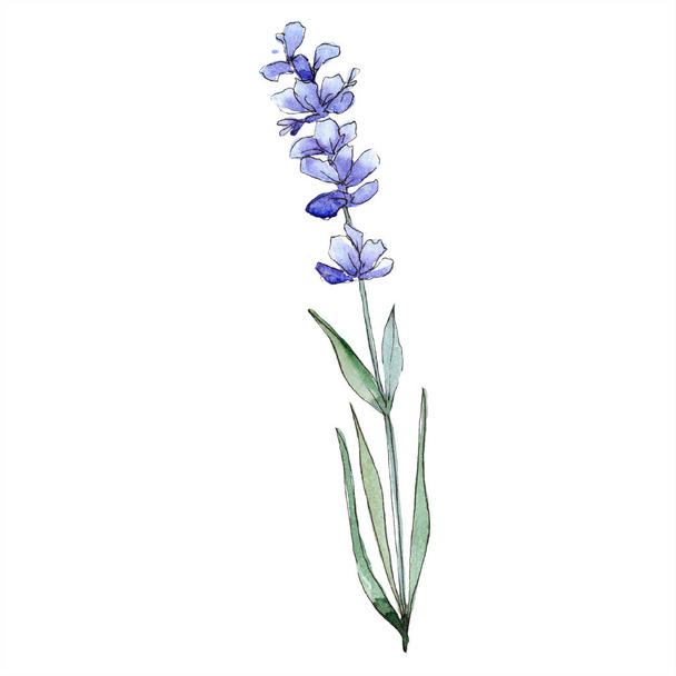 Watercolor purple lavender flower. Floral botanical flower. Isolated illustration element. Aquarelle wildflower for background, texture, wrapper pattern, frame or border. - Fotografie, Obrázek
