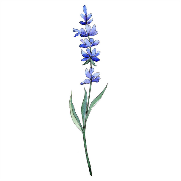 Aquarel paarse lavendel bloem. Floral botanische bloem. Geïsoleerde illustratie element. Aquarelle wildflower voor achtergrond, textuur, wrapper patroon, frame of rand. - Foto, afbeelding