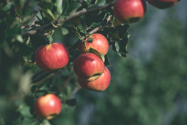 lezzetli organik kırmızı elma bahçesinde ağaç dalları üzerinde - Fotoğraf, Görsel