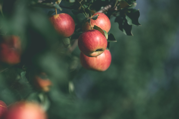 селективный фокус спелых красных яблок на ветвях деревьев в саду
 - Фото, изображение
