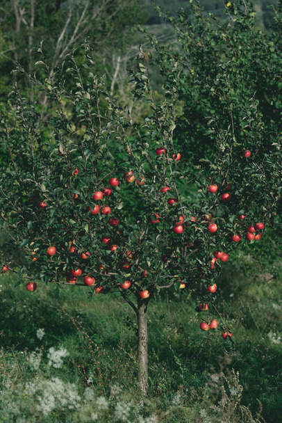 Apfelbaum mit roten Bio-Äpfeln auf Ästen im Obstgarten - Foto, Bild