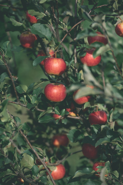 tasty ripe red apples on tree branches in garden - Foto, afbeelding