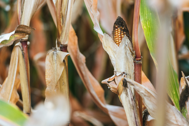 one ripe corn ear in autumnal withering field  - Foto, Imagen