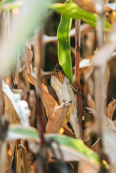 szelektív összpontosít az őszi hervadó mezőben egy kukorica csutka  - Fotó, kép