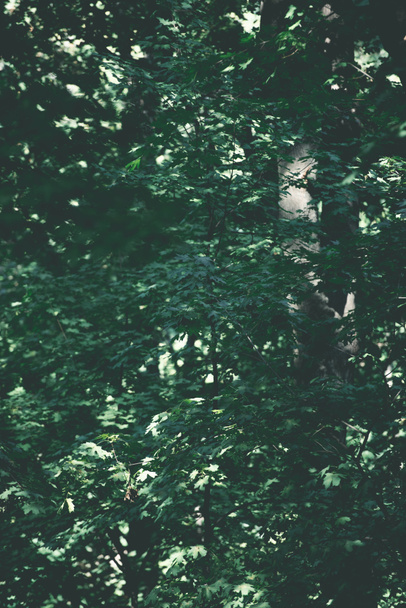 plnoformátový pohled krásné zelené listy na větvičky ve slunečný den - Fotografie, Obrázek