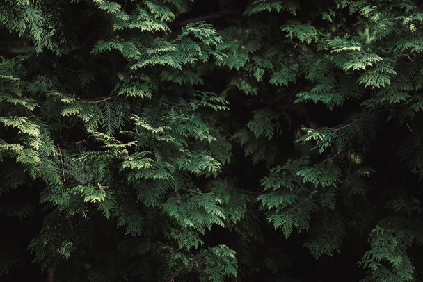 beautiful green cypress tree twigs, natural background - Foto, Imagem