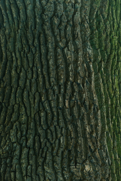 close-up view of cracked green tree bark background  - Фото, изображение