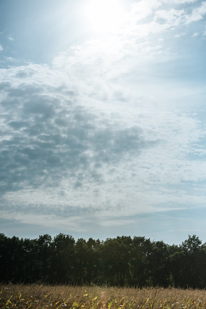 őszi mező-, erdő- és kék felhős ég a napfény - Fotó, kép