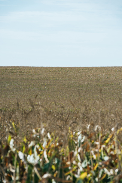 Selektivní fokus podzimní pole s kukuřicí a modrá jasná obloha - Fotografie, Obrázek