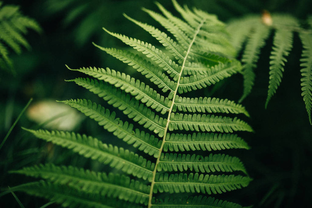 Beautyful ferns leaves green foliage natural floral fern background in sunlight - Foto, immagini