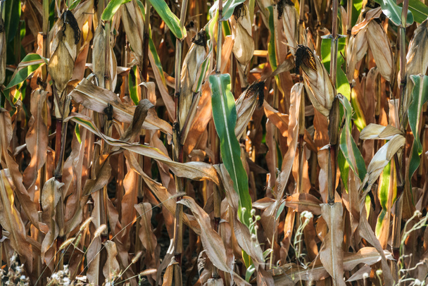 Syksyn kuivuva maissipelto auringonvalolla
 - Valokuva, kuva