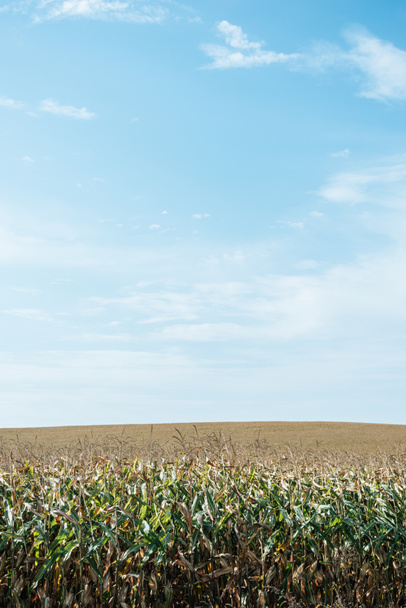 Herbstliches Feld mit Mais und blauem Himmel auf dem Land - Foto, Bild
