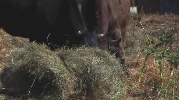 Krowy wklejanie w kraju - Materiał filmowy, wideo