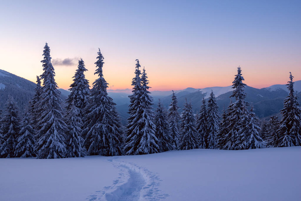 Magical sunset in the winter mountains after snowfall - a huge pine trees covered with snow on the background of blue sky and orange horizon. - Fotó, kép