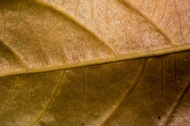 カラフルな秋葉マクロ写真のクローズ アップ - 写真・画像