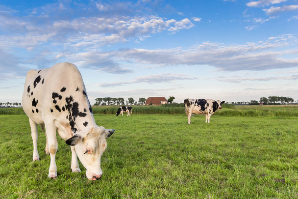 Vacas blancas y negras en los pastizales de Groningen, Países Bajos
 - Foto, imagen