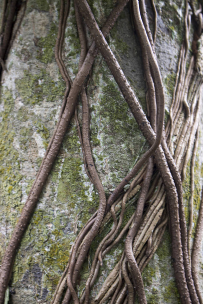 vista de perto de raízes na árvore na floresta
 - Foto, Imagem