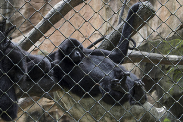 sad funny monkey inside cage endangered species - Foto, Imagem