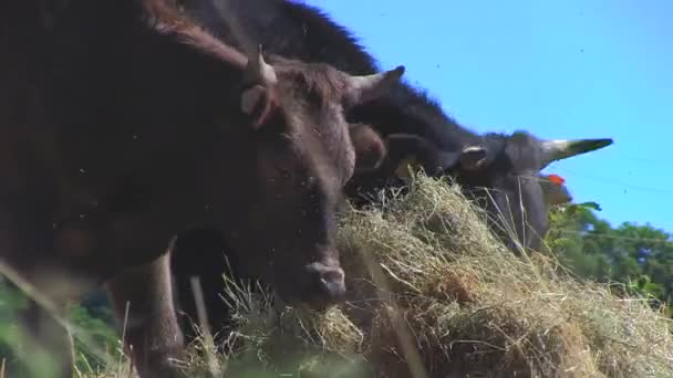 Koeien plakken In het land - Video