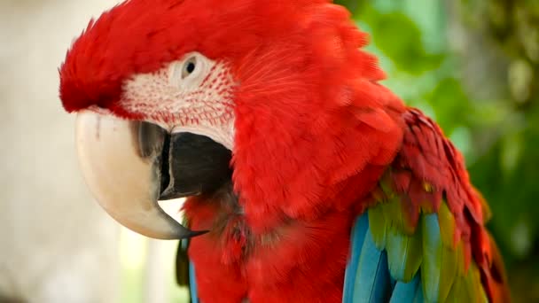 Крупним планом у червоний Amazon червоний ара папуга або ара Макао, в тропічних джунглів. Барвисті портрет дикої птиці - Кадри, відео