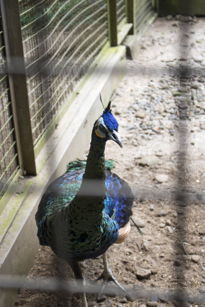 Dziennie na wyświetlanie pióra Paw serii Zoo - Zdjęcie, obraz