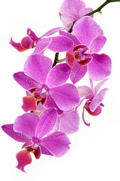 orchidea - Foto, immagini