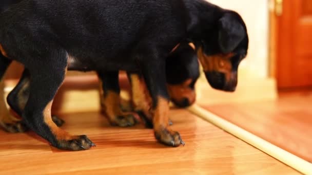 Little puppies sniffing the floor. - Footage, Video