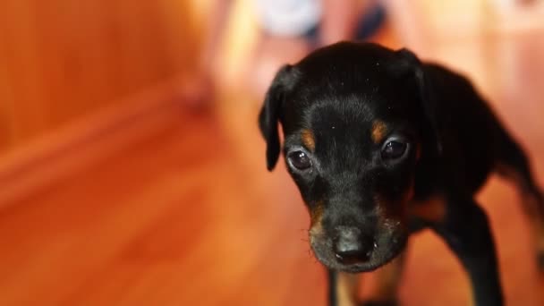 Kiskutya, ügyetlen és ingatag. Aranyos kis kutya tenyészt Doberman. - Felvétel, videó
