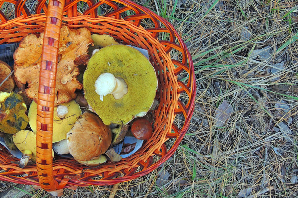 Delicious freshly picked wild mushrooms from the local forest: Bolete, russule, birch bolete and weeping bolete mushrooms in a wicker basket on a green grass - Photo, Image