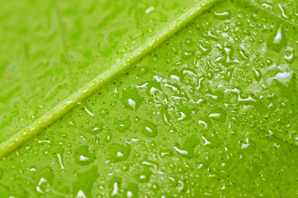 Green leaf. - Photo, image