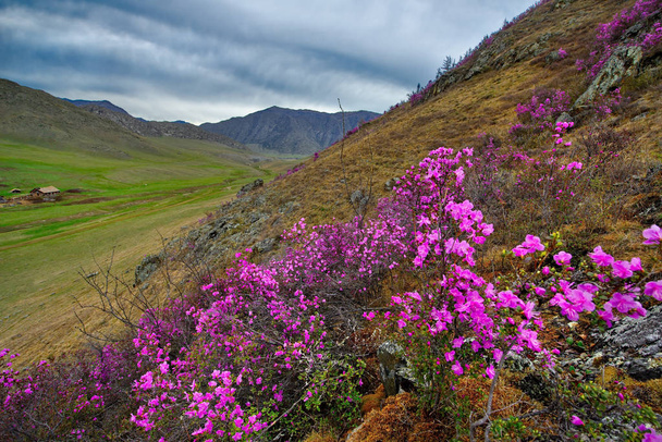 Ρωσία. Βουνών Αλτάι. Chuyskiy σωλήνα κατά την περίοδο της ανθοφορίας του Maralnik (Rhododendron). - Φωτογραφία, εικόνα