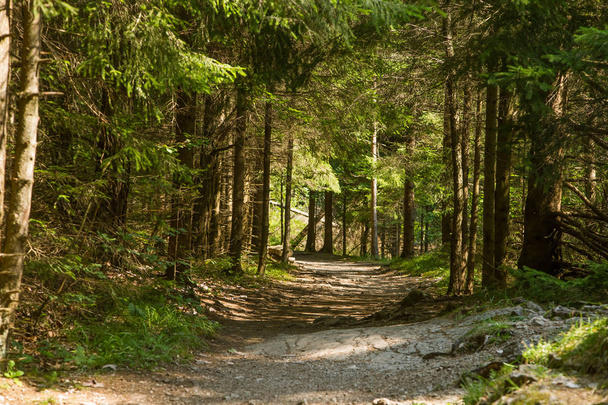 スロバキアの低タトラ地方の美しいハイキング コース。山や森の散策路。夏の風景. - 写真・画像