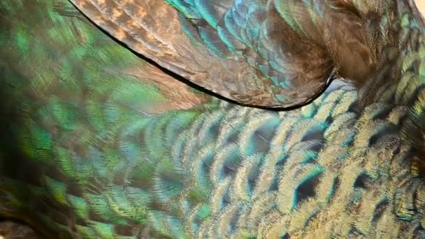 Pássaro exótico selvagem elegante, penas artísticas coloridas. Fechar a plumagem texturizada de pavão. Flying Peafowl verde indiano
 - Filmagem, Vídeo