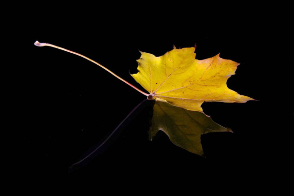 Podzimní list izolované na černém pozadí - Fotografie, Obrázek