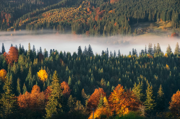 Bela floresta de outono amarelo e vermelho na montanha com paisagem nebulosa
 - Foto, Imagem